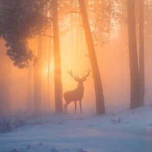 Meet your Posher, Domenic